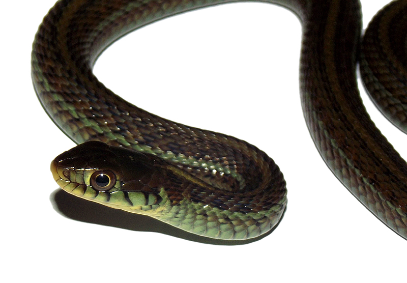 thamnophis eques obtusus 2